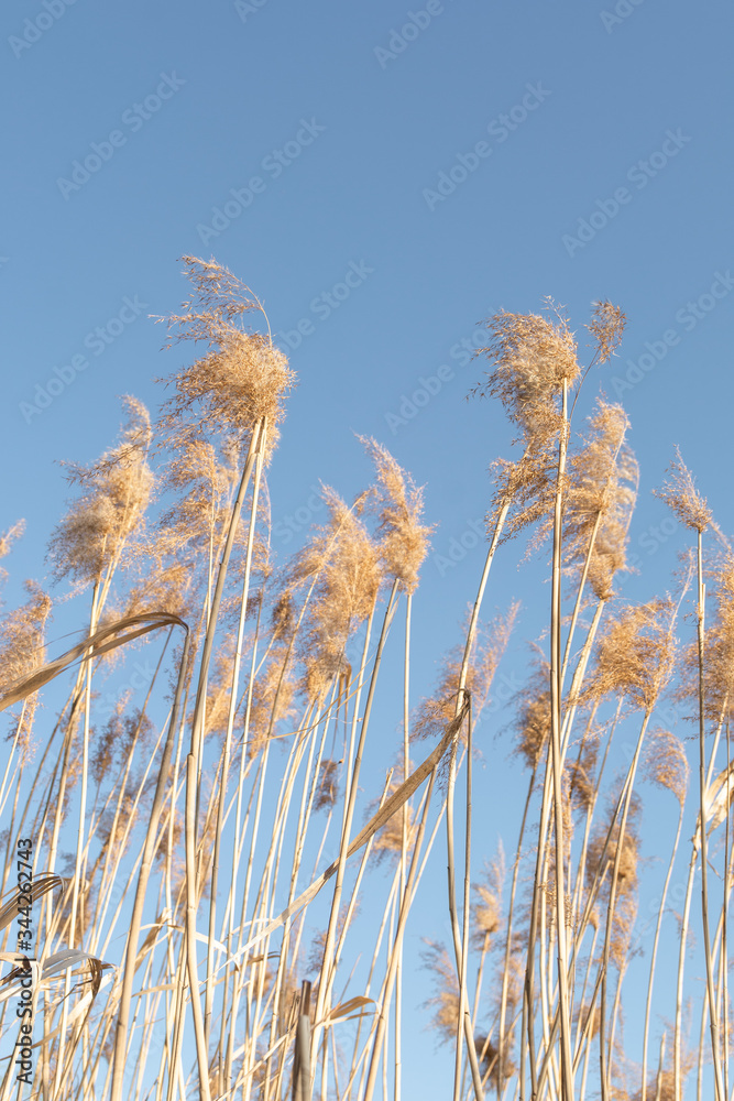 Dry yellow cane on a background of blue sky Dry yellow cane on a background of blue sky