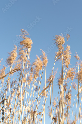 Dry yellow cane on a background of blue sky