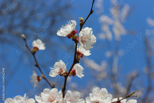 Spring blossom background with white flowers of tree and blue sky