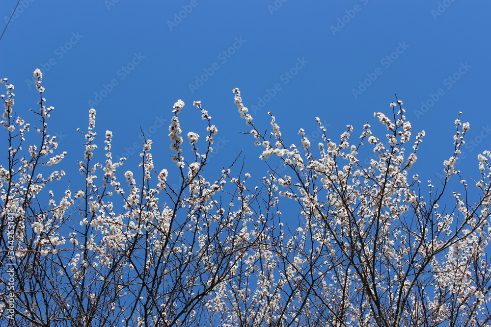 Wallpaper of blossom cherry branches of tree on blue background of sky. Spring blossom mood. Wallpaper of blossom cherry branches of tree on blue background of sky. Spring blossom mood.