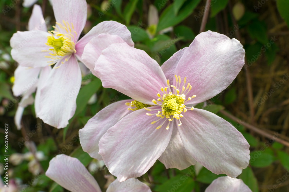 Soft pink colored Clematis flower. Clematis Montana, also known as mountain Clematis or Himalayan Clematis. Soft pink colored Clematis flower. Clematis Montana, also known as mountain Clematis or Himalayan Clematis.