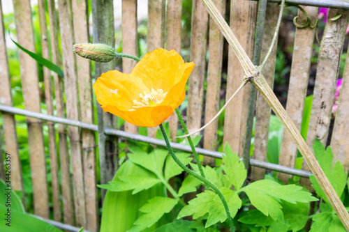 Orange colored Welsh poppy also known as Papaver cambricum or Meconopsis cambrica in an urban garden photo