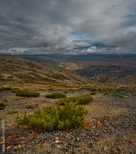 Russia. Far East, Magadan region, upper reaches of the Kolyma river. Evergreen cedar plantain is well adapted to the harsh climatic conditions of the North photo