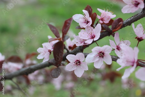 Blossom in springtime with pink flowers on branch of tree and background of green grass