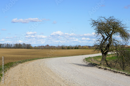 scenic rural gravel road with a bend and a tree on the roadside