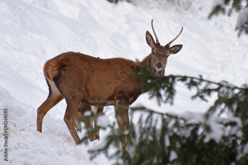 cervo capriolo animale montagna inverno 