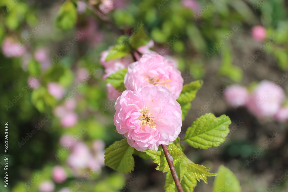 Picture of lovely, pink, wild rose flowers on green, natural background in fresh spring. Picture of lovely, pink, wild rose flowers on green, natural background in fresh spring.