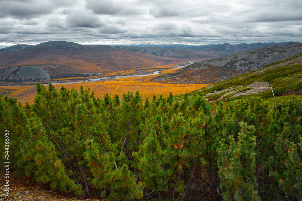 Russia. Far East, Magadan, upper reaches of the Kolyma river. An evergreen cedar plantain against the background of yellowed larches and mossy mountains is an impressive sight of Golden autumn.