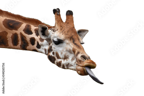 Funny giraffe head with long tongue isolated on white background.