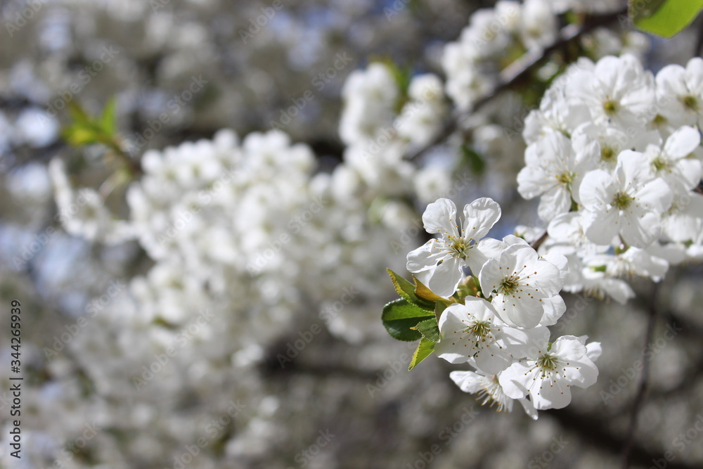 Magnificent, white flowers in blossom on background in macro.