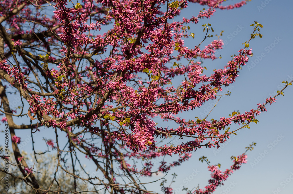 Purple bud of Judas tree (European redbud) in Boboli Gardens