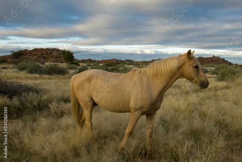 white stallion in grass landscape namibia © Christine