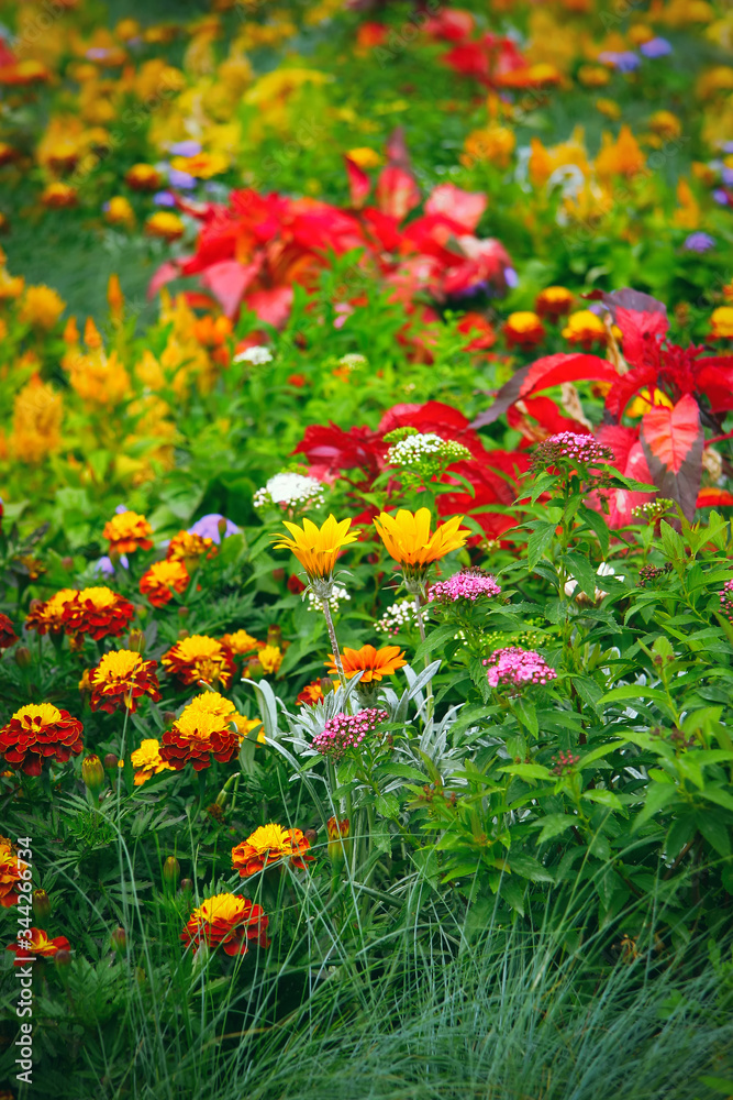 Beautiful summer blooming flowers in the park. Summer or spring garden flowers background.