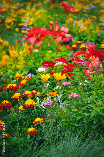 Beautiful summer blooming flowers in the park. Summer or spring garden flowers background.