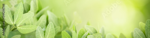 Closeup beautiful nature view of green leaf on blurred greenery background in garden with copy space using as background natural green plants landscape, ecology, fresh wallpaper cover concept.