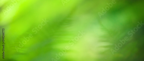 Summer natural and blurred green plants background with copy space for text.