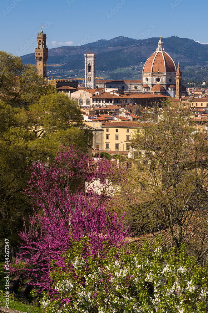 Spring view of the Cathedral of Saint Mary of the Flower (Cattedrale di Santa Maria del Fiore) and white pink trees in the foreground. Florence, Tuscany, Italy.