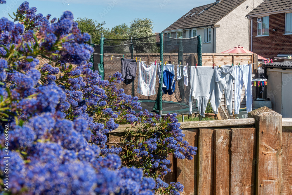 A view looking across neighbours gardens at washing hanging on a washing line. A ceanothus is flowering in the foreground. A view looking across neighbours gardens at washing hanging on a washing line. A ceanothus is flowering in the foreground.