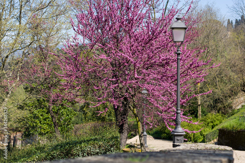 Judas tree or European redbud with forged lantern in Florence.
