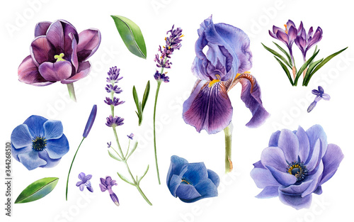 Fototapeta Naklejka Na Ścianę i Meble -  Set of purple, violet, blue flowers. Anemone, tulip, iris, crocuses, lavender. Botanical watercolor