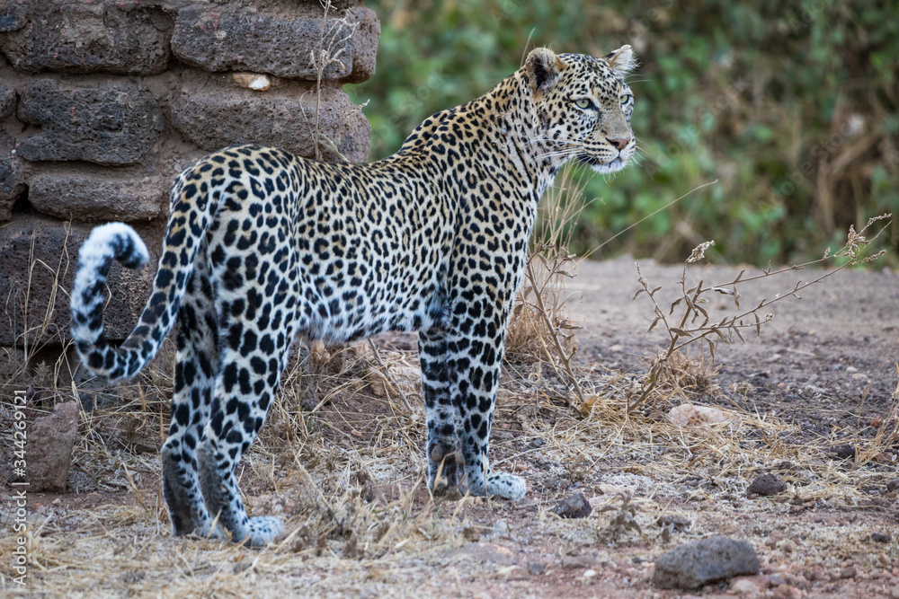 Obraz premium Leopard