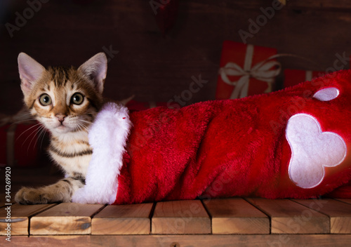 bengal kitten holiday season