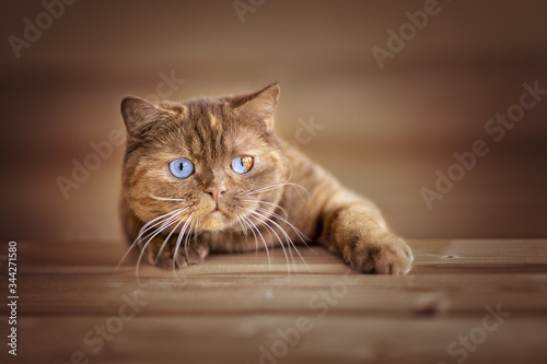 Edel - BKH Luxus Katze in cinnamon tortie Split Odd eyed guckt über Tischkante © Wabi-Sabi Fotografie