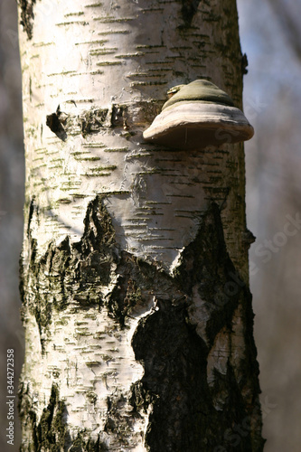 Fototapeta Naklejka Na Ścianę i Meble -  
Mushrooms in the autumn forest