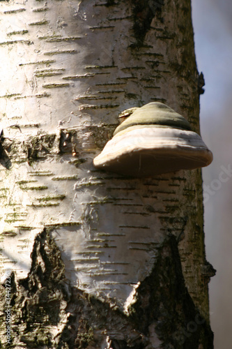 Fototapeta Naklejka Na Ścianę i Meble -  
Mushrooms in the autumn forest