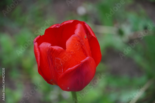 red sprengel's tulip photo