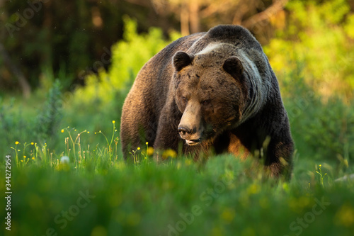 Dangerous brown bear, ursus arctos, approaching on green grass from front view in summer. Strong wild animal with threatening look walking on grass with copy space.