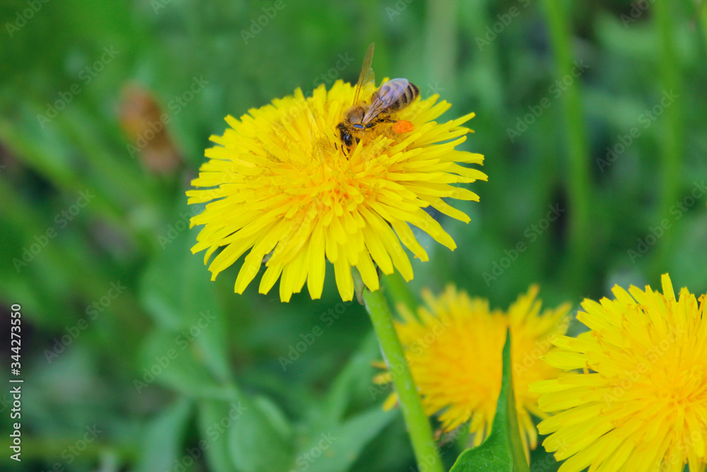Blurry image of yellow dandelions, green grass and bee. Nature, landscapes concept. Abstract nature background. Blurry image of yellow dandelions, green grass and bee. Nature, landscapes concept. Abstract nature background.