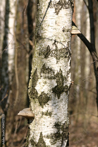 Fototapeta Naklejka Na Ścianę i Meble -  
Mushrooms in the autumn forest