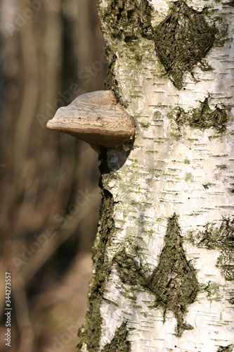 Fototapeta Naklejka Na Ścianę i Meble -  
Mushrooms in the autumn forest