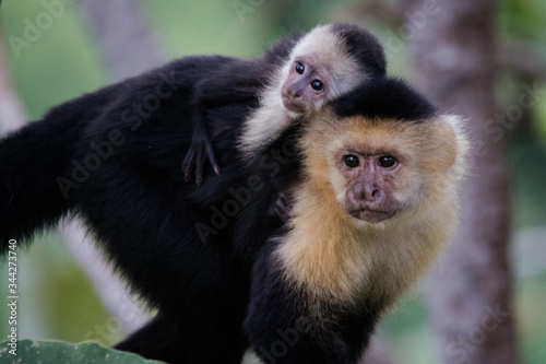 Capuchin monkey