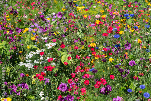 Field of colorful wild flowers in summer