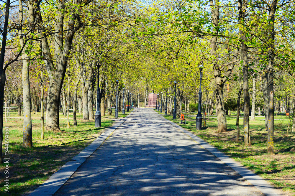Naklejka premium Old asphalt walkway in a city park. trees bloom and turn green on the sides of the road