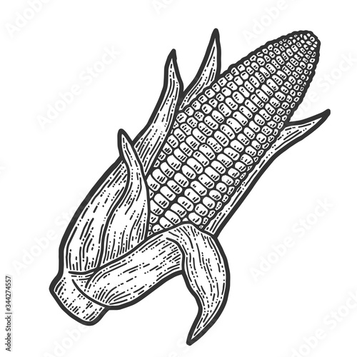 Ripe corn cob with leaves ear of corn hand. Sketch scratch board imitation.
