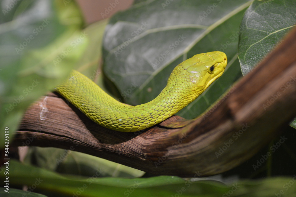 Greater green snake