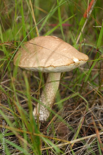Fototapeta Naklejka Na Ścianę i Meble -  
Mushrooms in the autumn forest