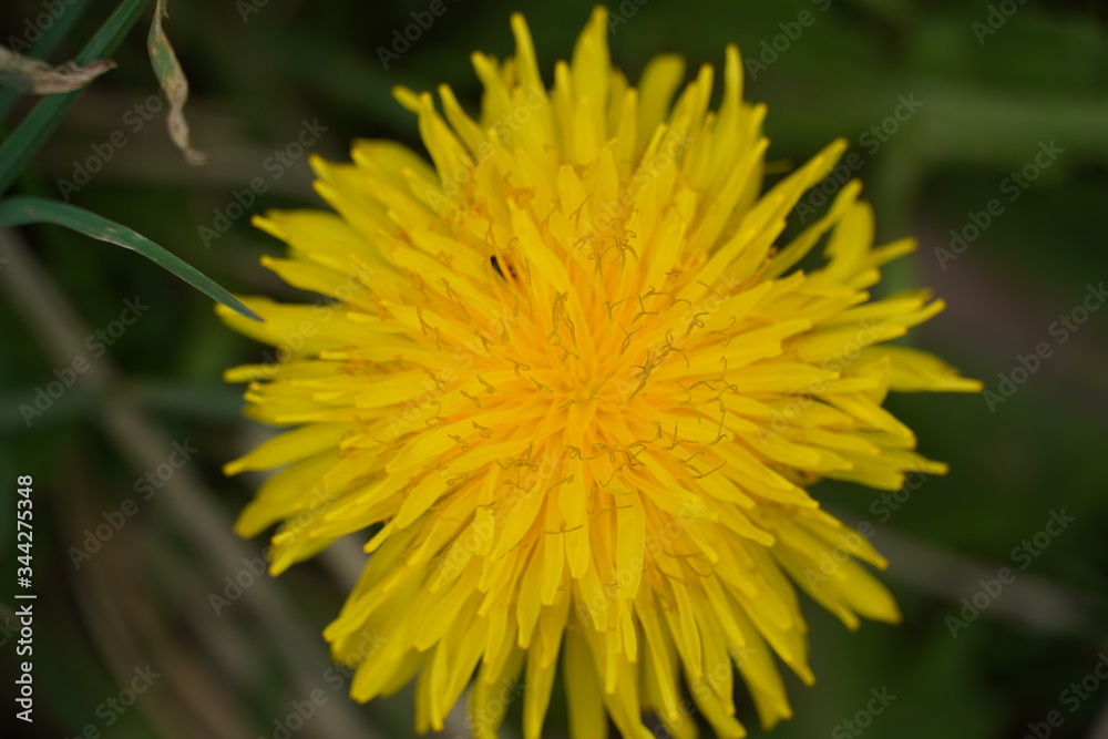 Dandelion , spring flower Dandelion , spring flower
