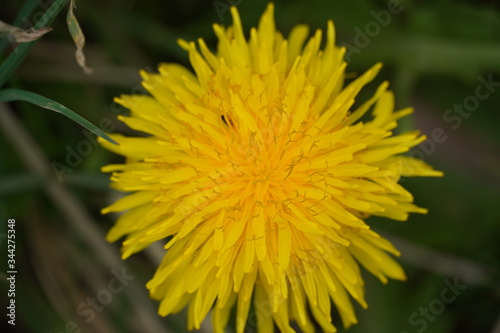 Dandelion   spring flower