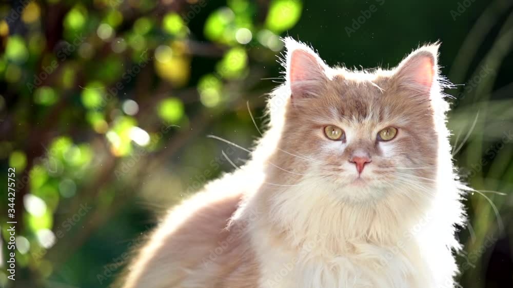 cute cream tabby maine coon cat outdoors in nature shaking head in backlight with hairs and fur flying around