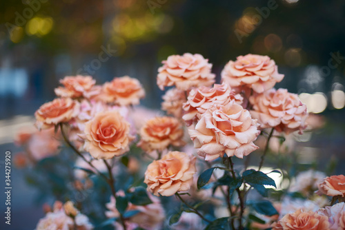 peach roses bouquet in the garden