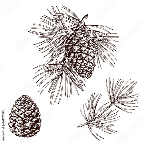 Pine branches and cones.