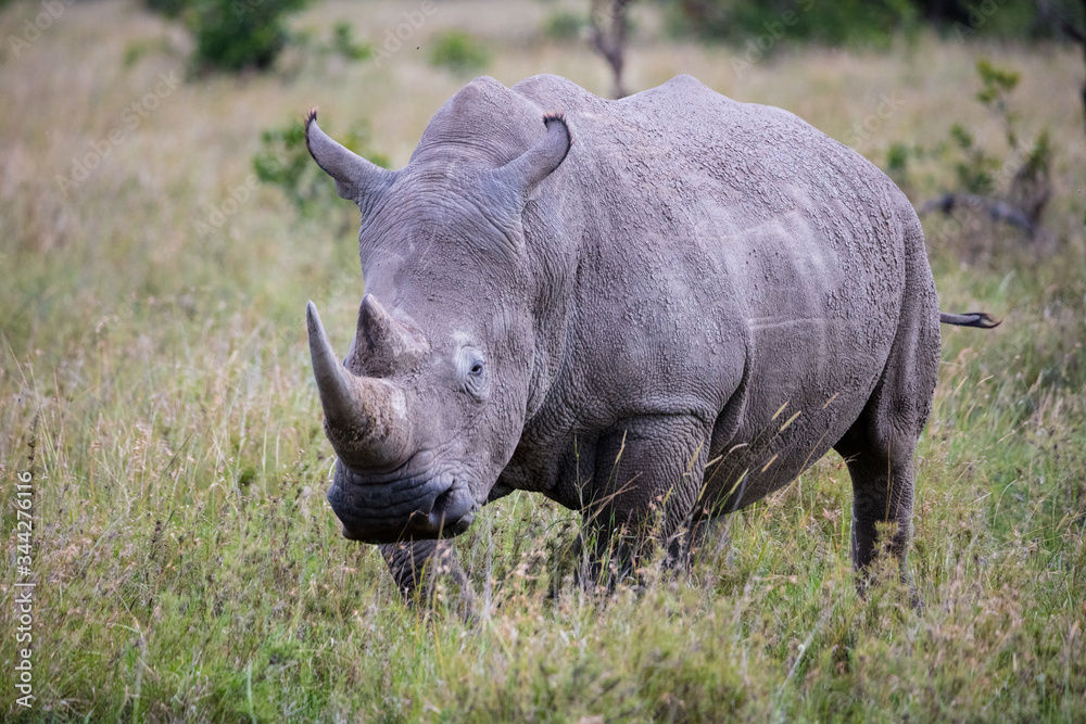 Obraz premium Nashorn
