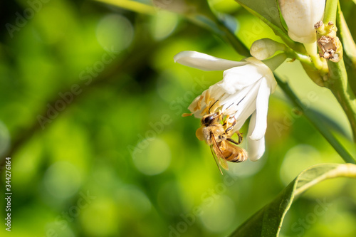 Bee pollinates a lemon blossom