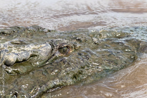 crocodile in the river © Felipe