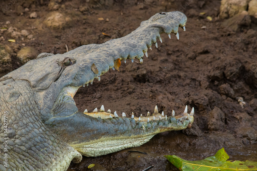 Fototapeta premium crocodile in the river