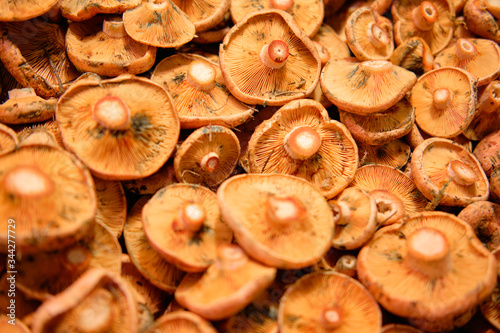 Mushrooms in the food market in Valencia